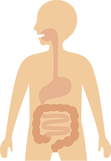 人体のイラスト