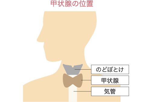 甲状腺の位置