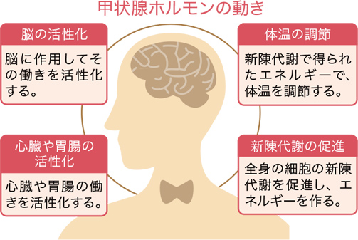 甲状腺ホルモンの動き