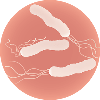 ピロリ菌のイメージ