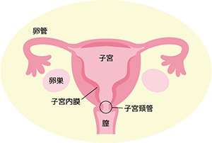 子宮内部のイラスト